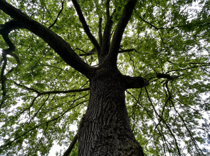 Photo of a tree looking up from the lower part of the trunk into the canopy.